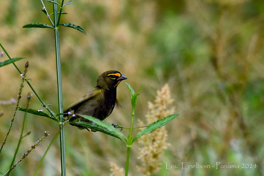 Yellow-faced Grassquit