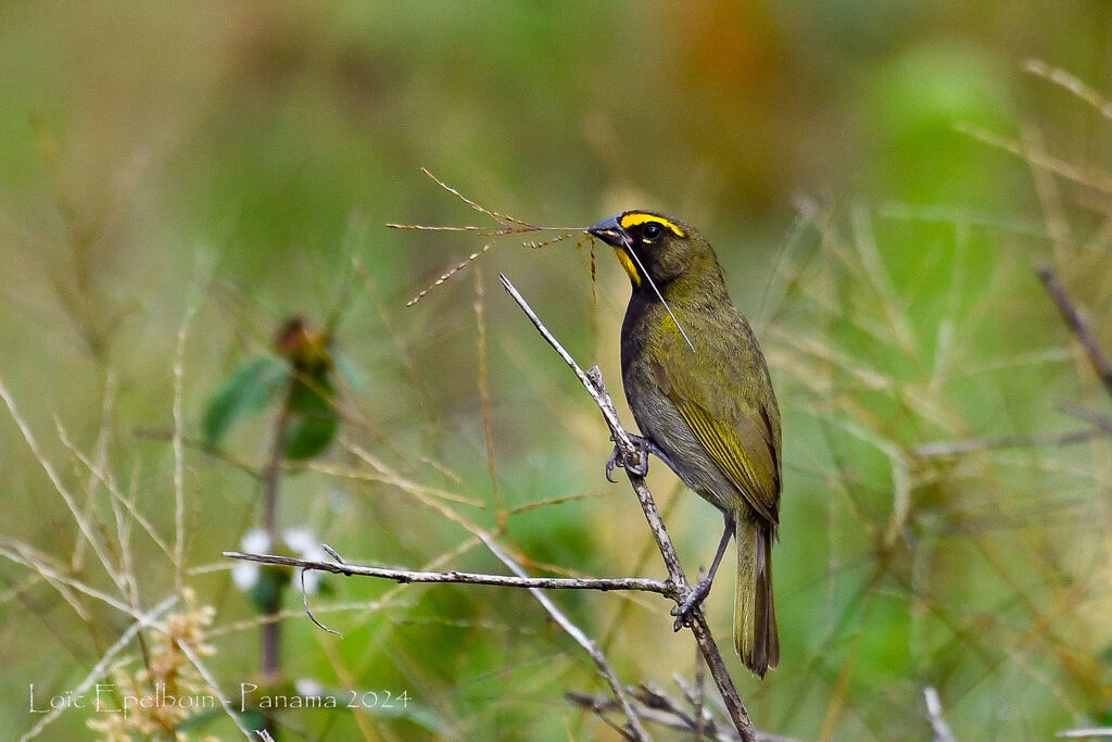 Yellow-faced Grassquit