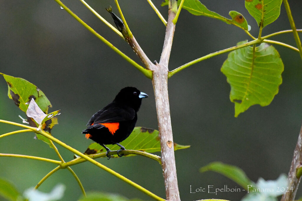 Scarlet-rumped Tanager
