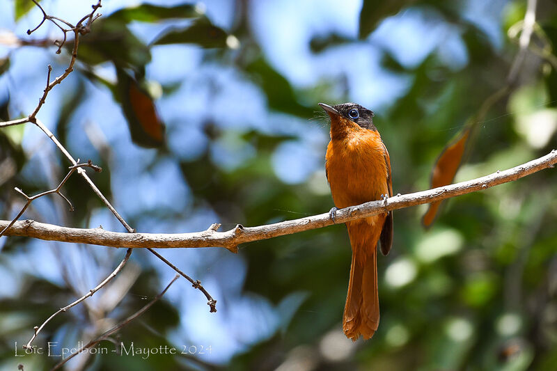 Malagasy Paradise Flycatcher