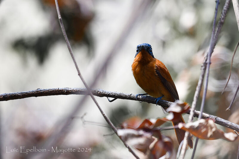 Malagasy Paradise Flycatcher