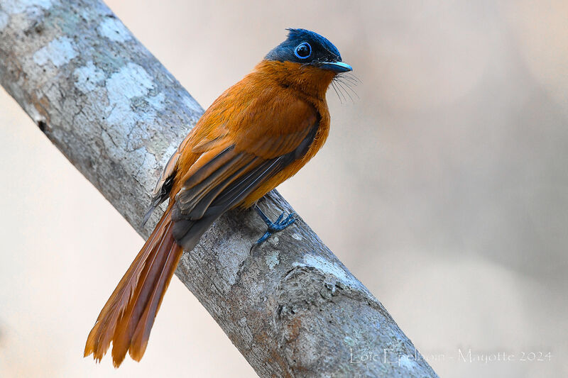 Malagasy Paradise Flycatcher