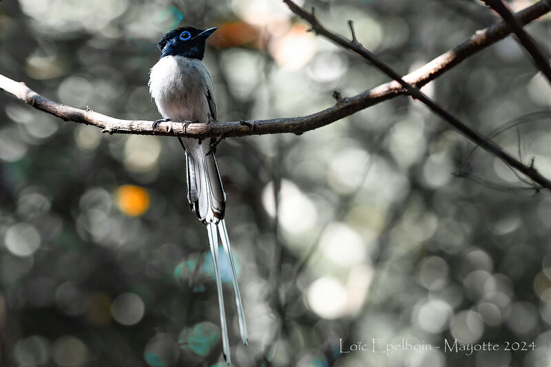 Malagasy Paradise Flycatcher