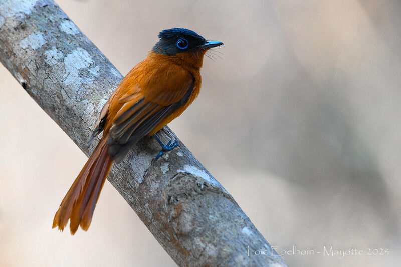 Malagasy Paradise Flycatcher