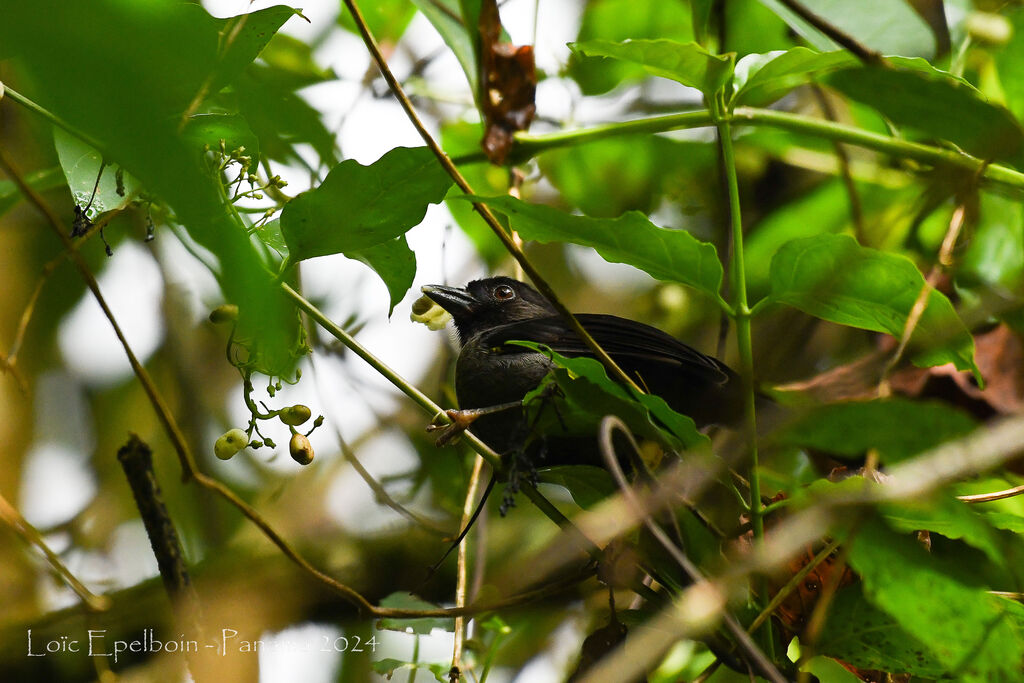 Yellow-thighed Brushfinch
