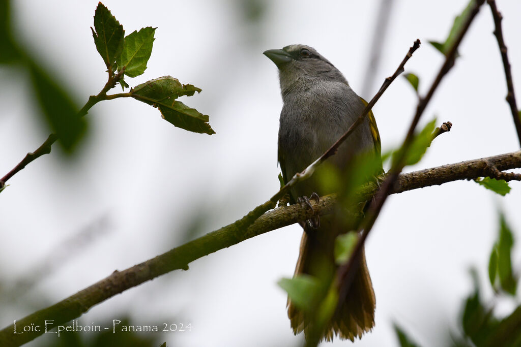 Black-striped Sparrow