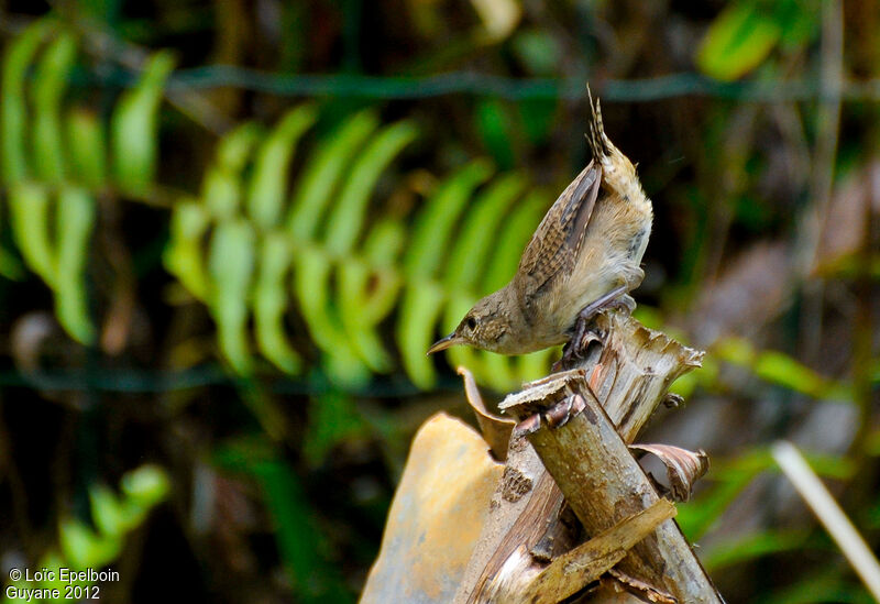 Troglodyte austral