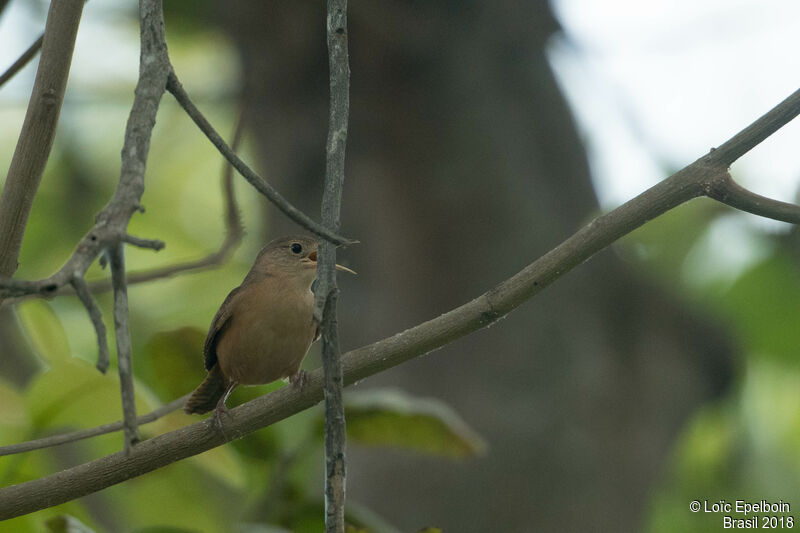 Southern House Wren