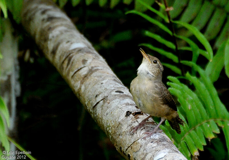 Troglodyte austral