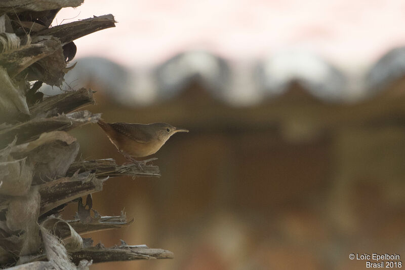 Southern House Wren