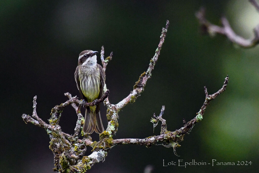 Piratic Flycatcher