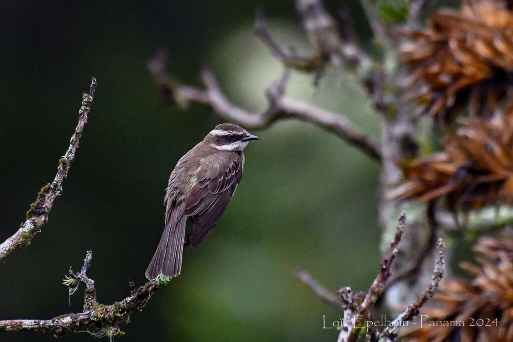 Piratic Flycatcher