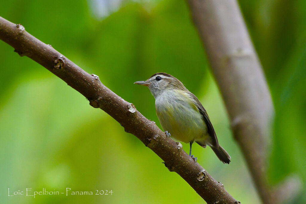 Brown-capped Vireo