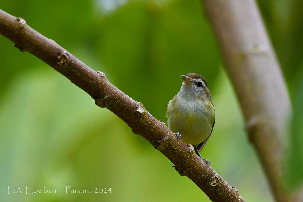 Brown-capped Vireo