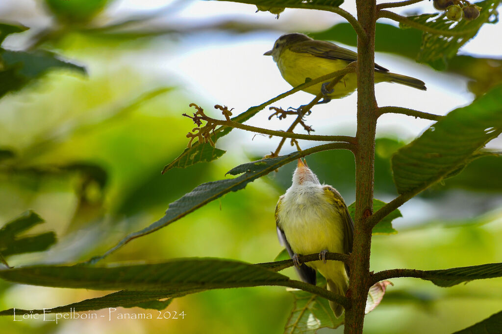 Brown-capped Vireo