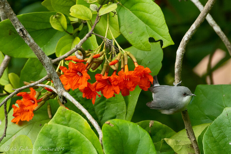 Zostérops gris