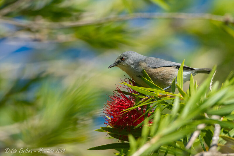 Mauritius Grey White-eye