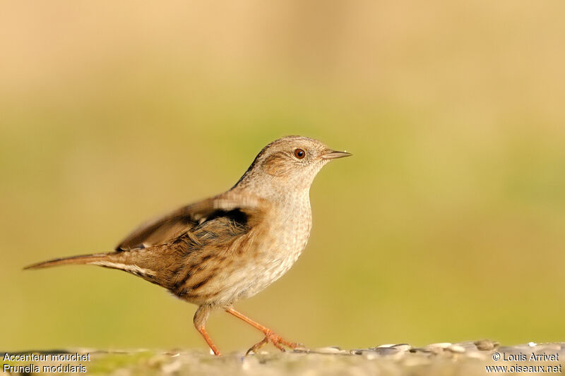 Dunnock