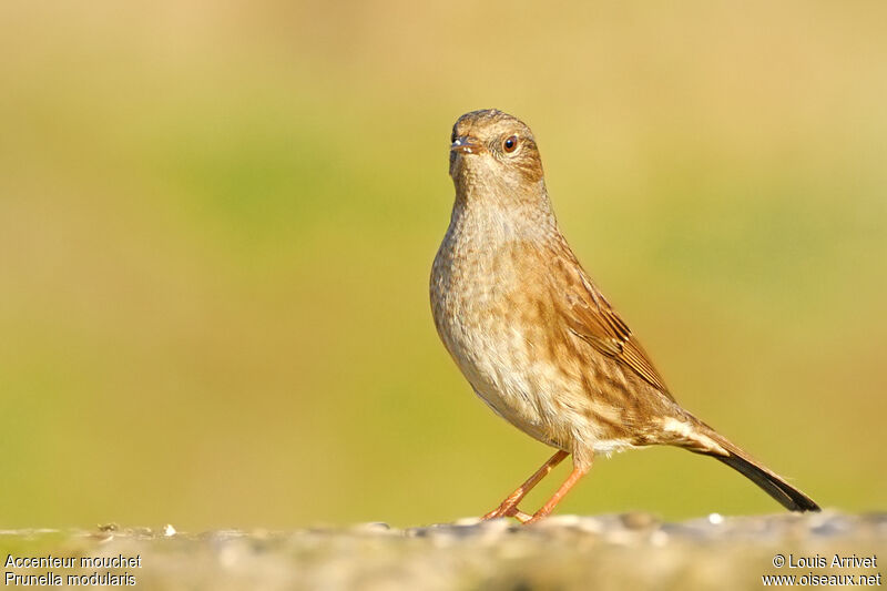 Dunnock