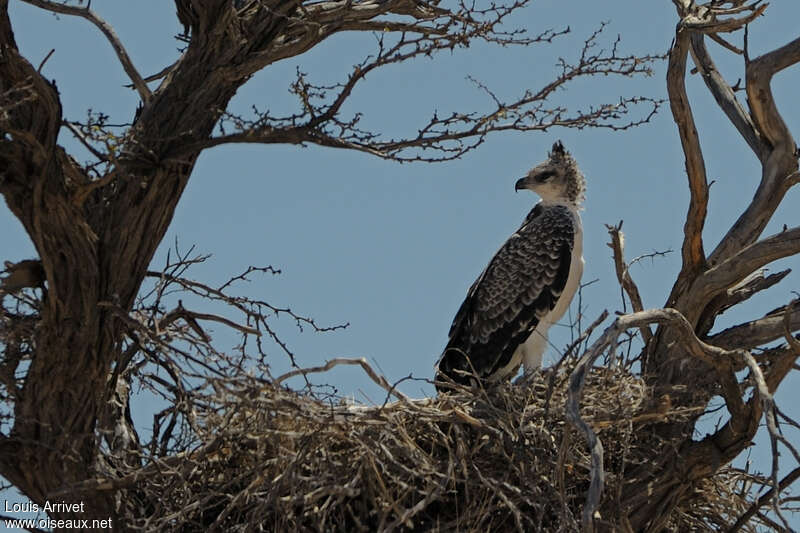 Aigle martialjuvénile, identification