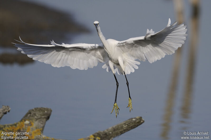 Aigrette garzette