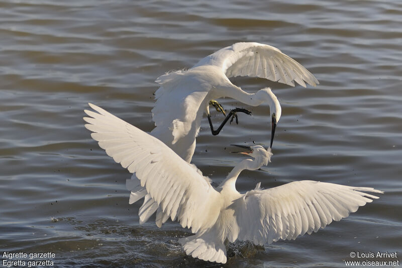 Aigrette garzette, Comportement