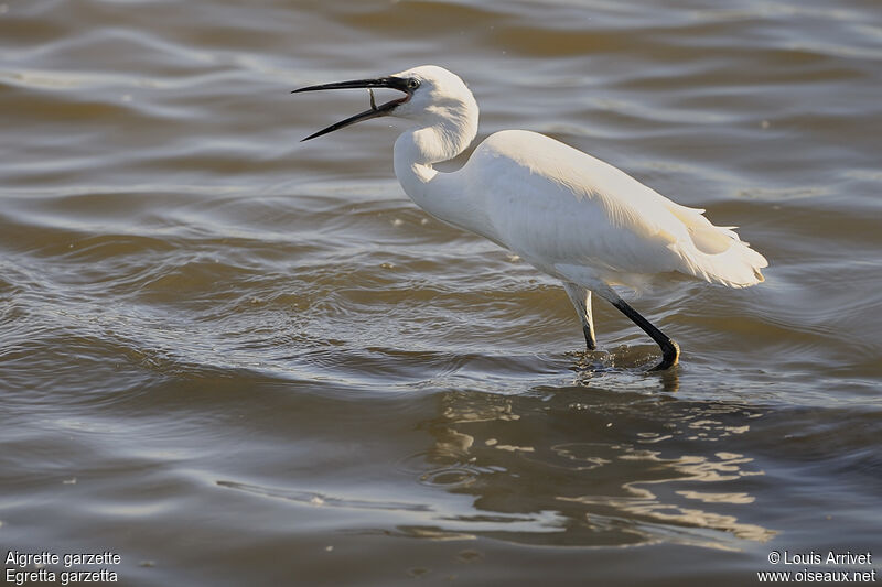 Little Egret