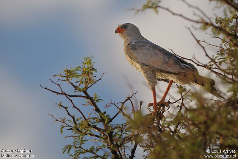 Pale Chanting Goshawk