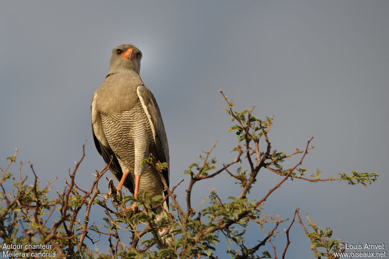 Pale Chanting Goshawk