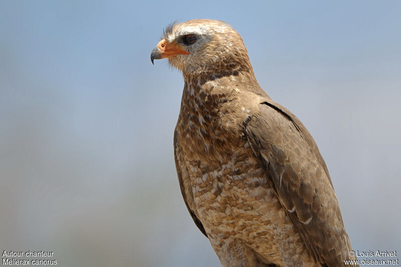 Pale Chanting Goshawkimmature