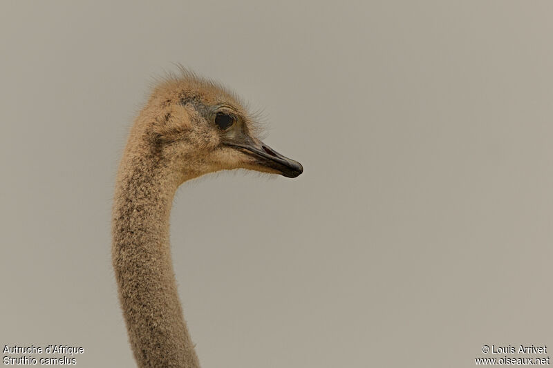 Common Ostrich female