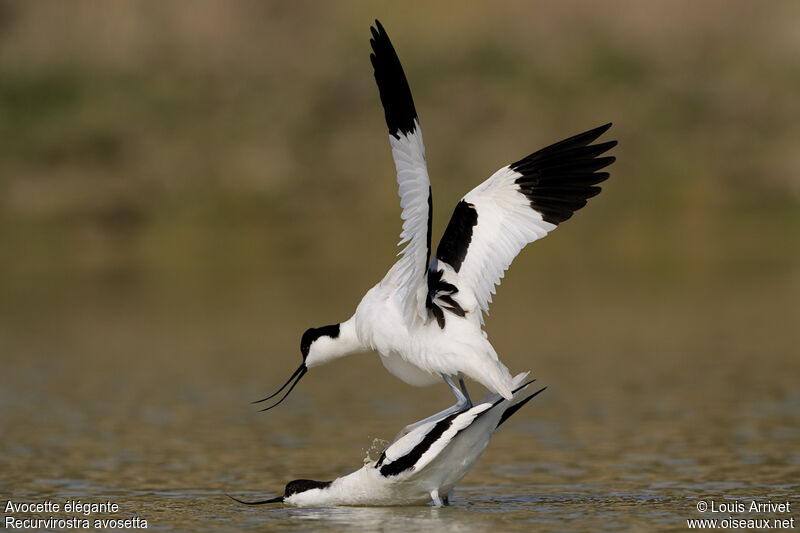 Avocette élégante