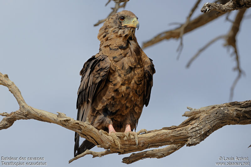 Bateleur des savanesjuvénile