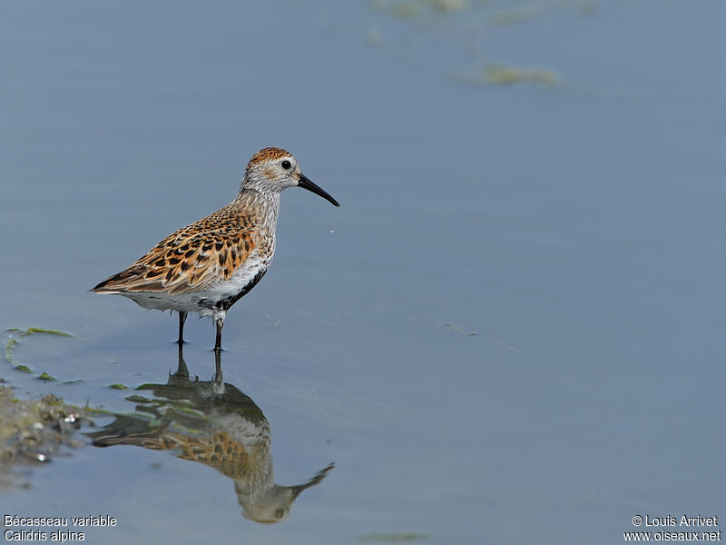 Dunlin