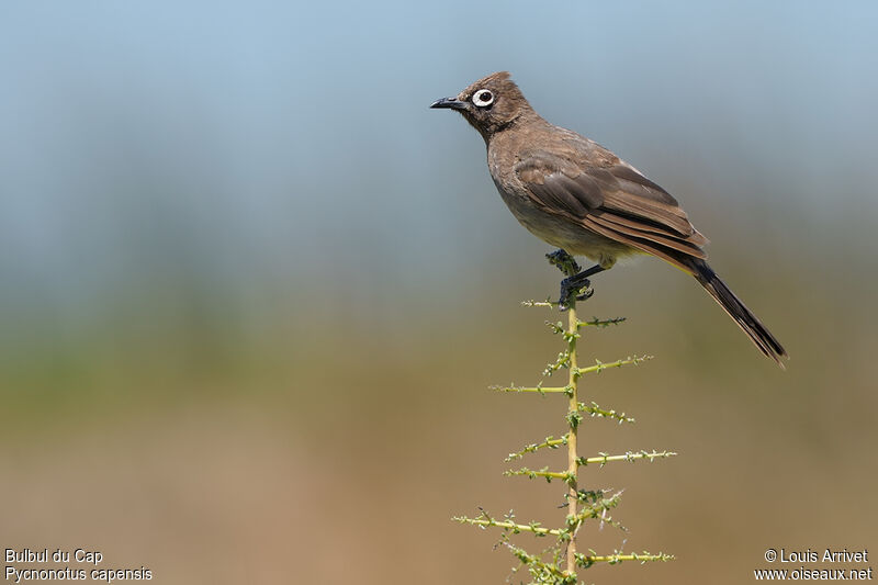 Bulbul du Cap