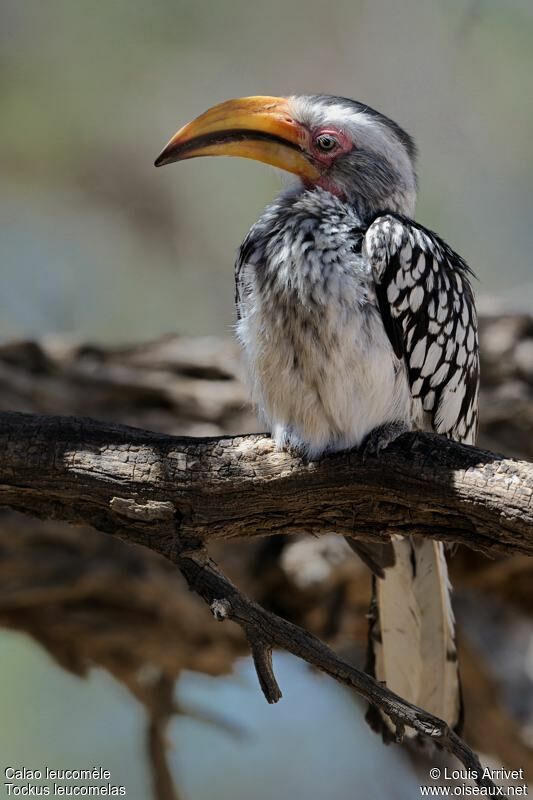 Southern Yellow-billed Hornbill