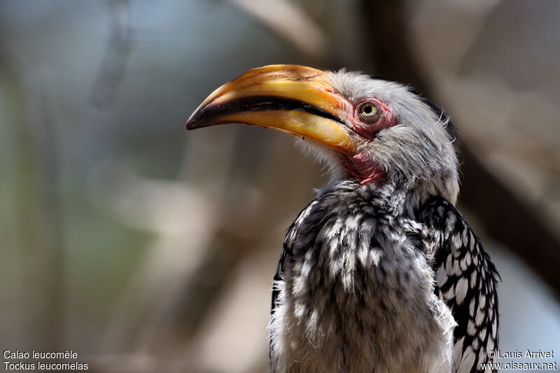 Southern Yellow-billed Hornbill