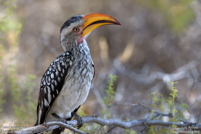 Southern Yellow-billed Hornbill