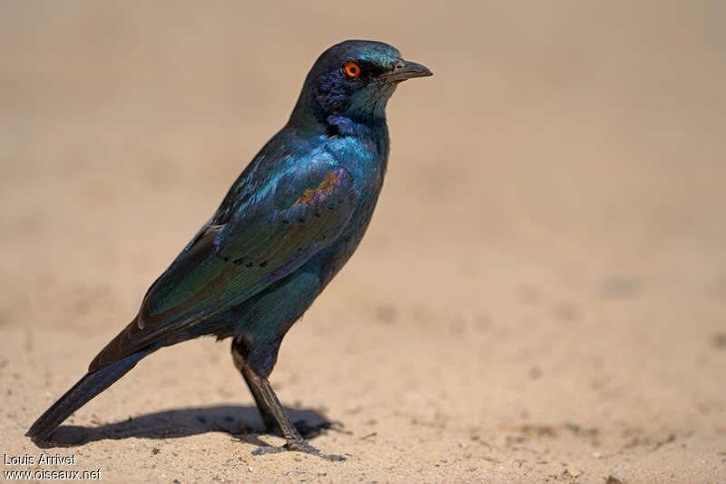 Cape Starlingadult breeding, identification