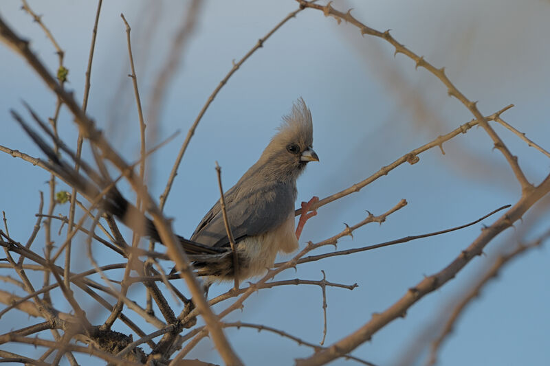 White-backed Mousebird