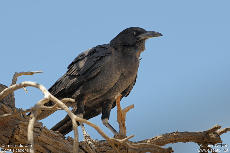 Cape Crow