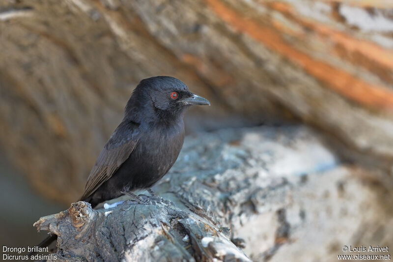 Fork-tailed Drongo