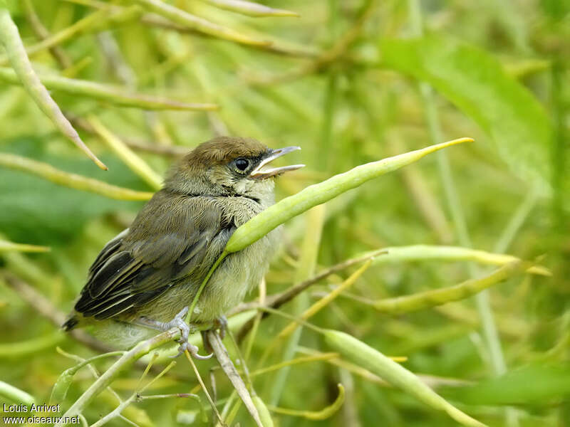 Eurasian BlackcapPoussin, identification