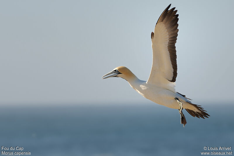 Fou du Cap