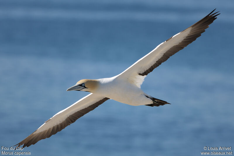 Cape Gannet