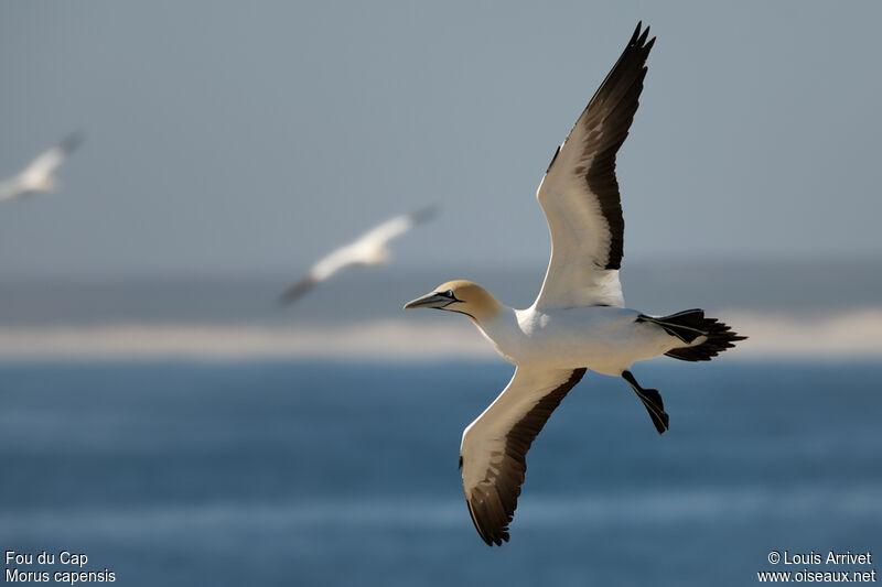 Fou du Cap, Vol