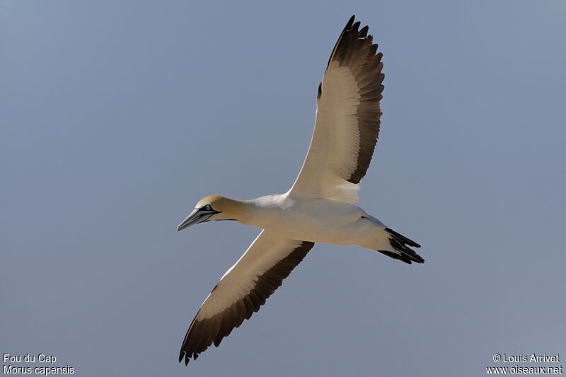 Cape Gannet