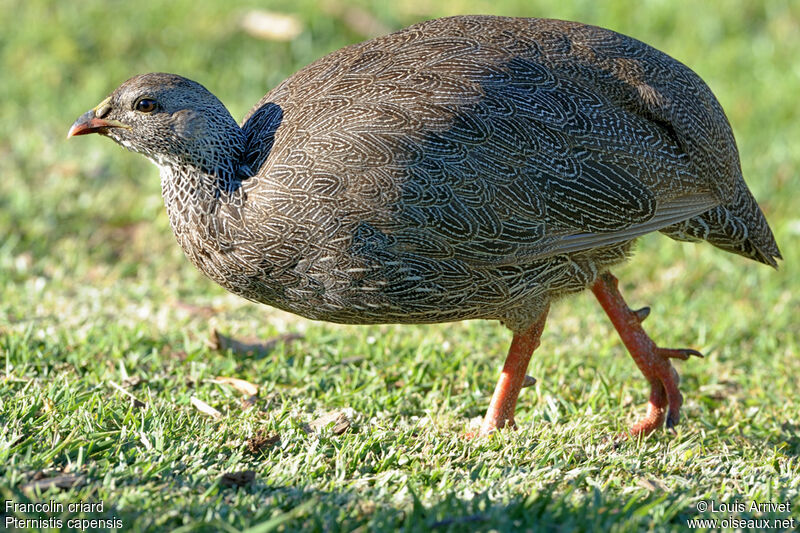 Francolin criard