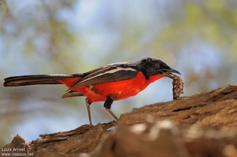 Gonolek rouge et noiradulte, mange