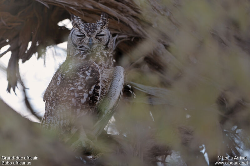 Spotted Eagle-Owl